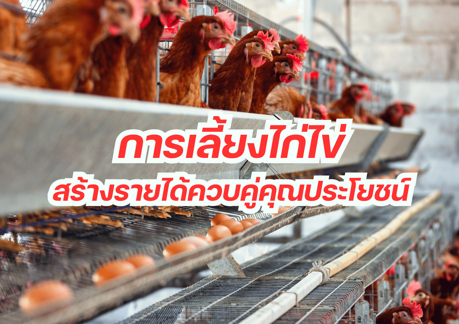 การเลี้ยงไก่ไข่ สร้างรายได้ควบคู่คุณประโยชน์